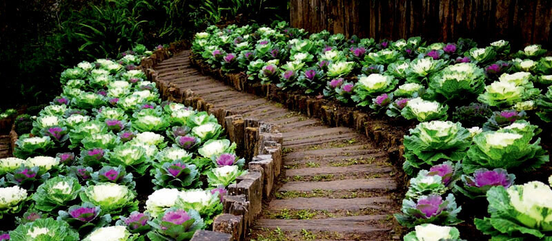 Щоб вже цієї весни Ваш ділянку біля дачі прикрасив декоративний сад або город, замовте безкоштовний виїзд садівника з «Garden House»